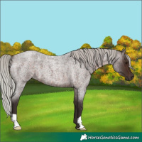 Horse Color:Silver Brown Roan 