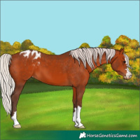 Horse Color:Silver Brown Appaloosa
