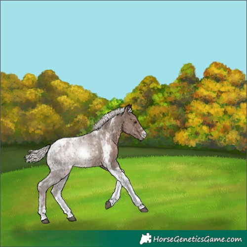 Horse Color:Silver Black Tobiano 
