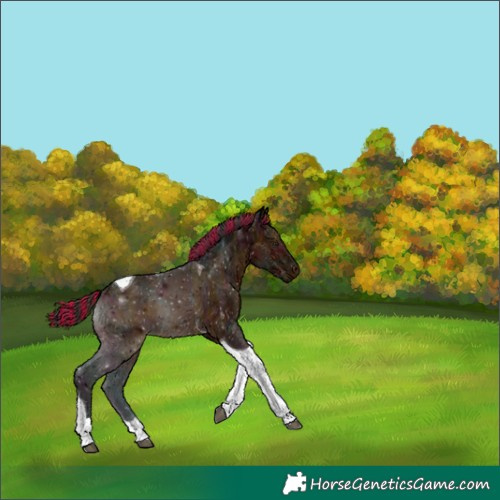 Horse Color:Painted Midnight Bay Ice Tobiano 