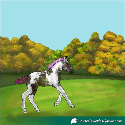Horse Color:Painted Midnight Chestnut Ice Tobiano 
