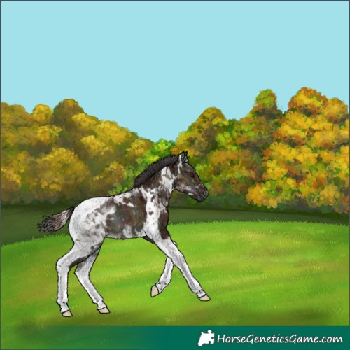 Horse Color:Midnight Bay Ice Onyx Tobiano