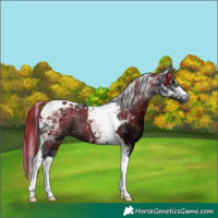 Horse Color:Midnight Black Tobiano 