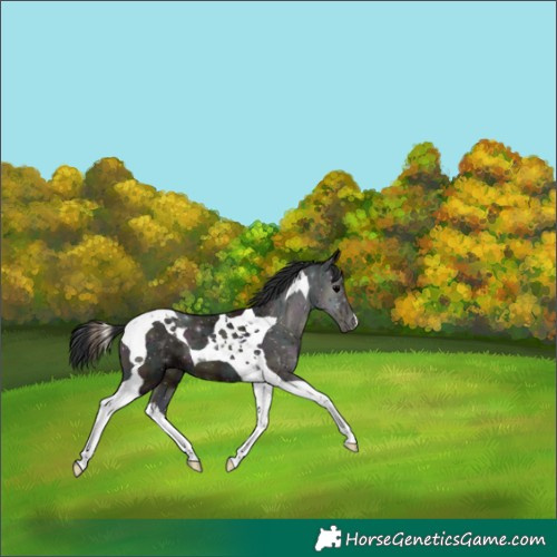 Horse Color:Midnight Blue Onyx Ice Tobiano