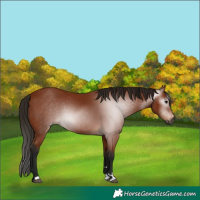 Horse Color:Gray Bay 
