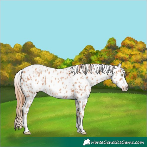 Horse Color:Gold Champagne Appaloosa  and Gold Champagne Appaloosa 