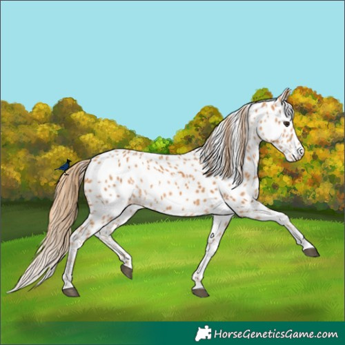 Horse Color:Chestnut Appaloosa 