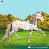 Horse Color:Gold Champagne Appaloosa