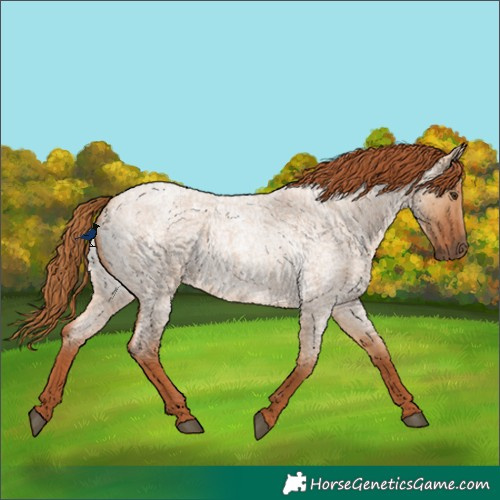 Horse Color:Red Dun Roan Rabicano 