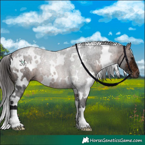 Horse Color:White Spotted Brown Ice 