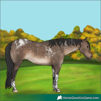 Horse Color:Brown Dun Tobiano