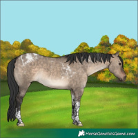 Horse Color:Brown Dun Tobiano 