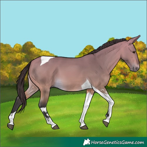 Horse Color:Buckskin Dun Tobiano 
