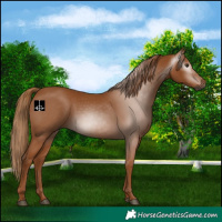 Horse Color:Gray Chestnut 