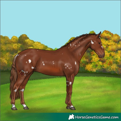 Horse Color:White Spotted Chestnut 