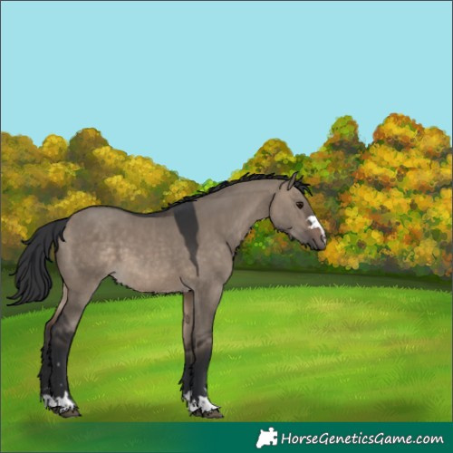Horse Color:Brown Dun 