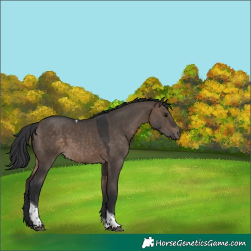 Horse Color:Brown Dun Tobiano 