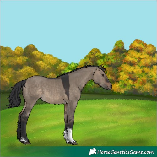 Horse Color:Brown Dun Tobiano 