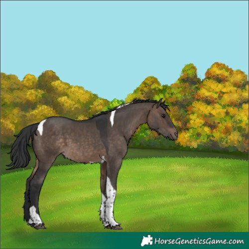 Horse Color:Brown Dun Tobiano 