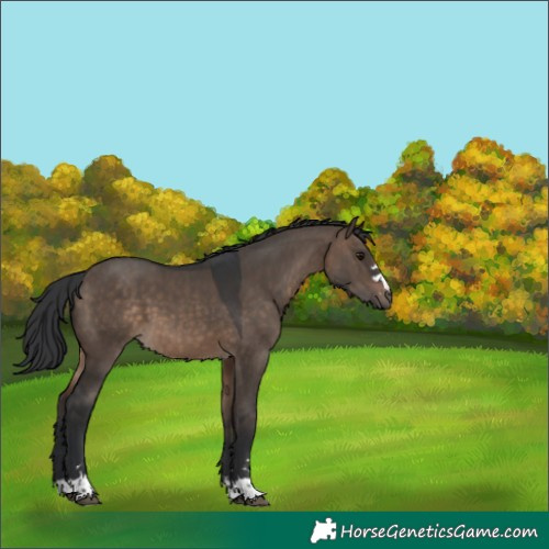 Horse Color:Brown Dun 