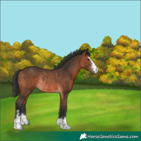 Horse Color:Brown Rabicano