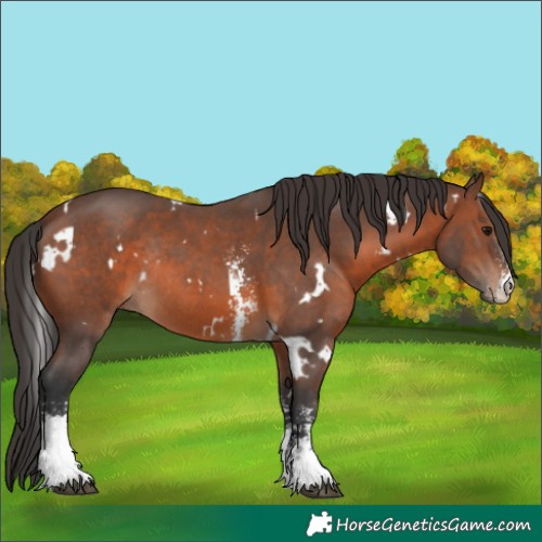 Horse Color:White Spotted Brown Sabino Rabicano 