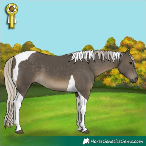 Horse Color:Silver Smoky Black Tobiano 