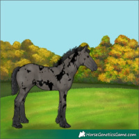 Horse Color:Void White Spotted Grullo Rabicano 