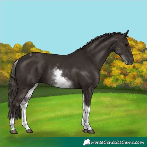 Horse Color:White Spotted Liver Chestnut Tobiano