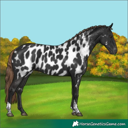 Horse Color:Gray Liver Chestnut Tobiano Appaloosa 