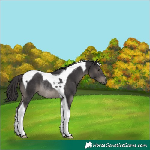 Horse Color:Smoky Black Tobiano Rabicano 