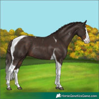 Horse Color:Liver Chestnut Splash Tobiano Rabicano 