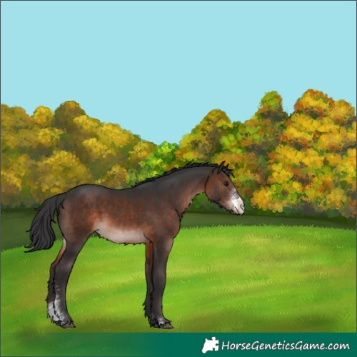 Horse Color:Brown Sabino Rabicano 