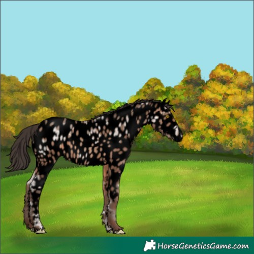 Horse Color:Void Sable Champagne Ice Appaloosa 