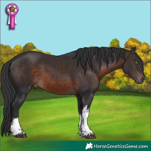 Horse Color:White Spotted Brown 