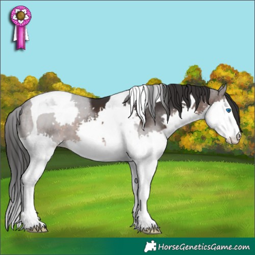 Horse Color:White Spotted Brown Splash Tobiano 