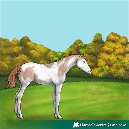 Horse Color:Gold Champagne Splash Tobiano 