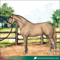 Horse Color:Gold Champagne Splash Tobiano 