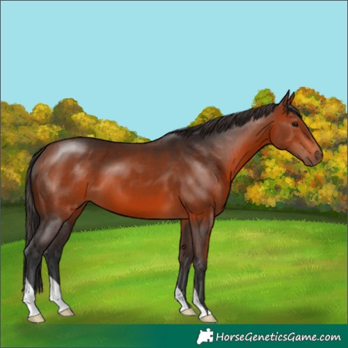 Horse Color:Bay 