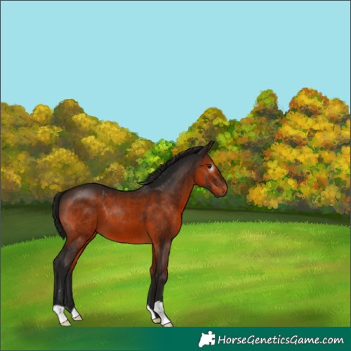 Horse Color:Gray Bay 