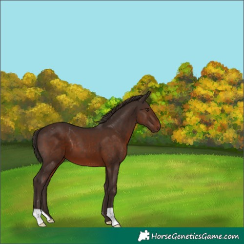 Horse Color:Liver Chestnut 