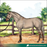 Horse Color:Red Dun 