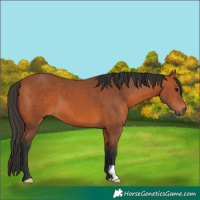 Horse Color:Bay 