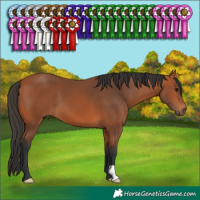 Horse Color:Bay 