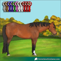 Horse Color:Bay 