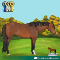 Horse Color:Bay 
