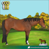 Horse Color:Bay 
