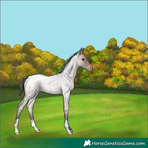 Horse Color:Brown Roan Appaloosa 