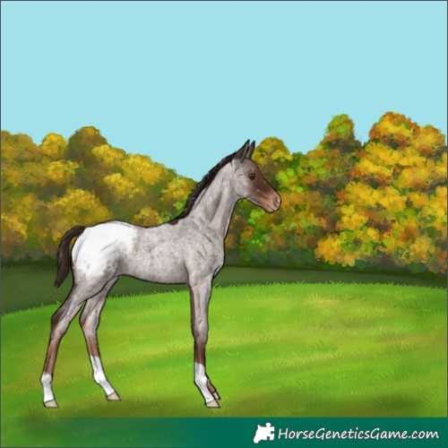 Horse Color:Liver Red Roan Appaloosa 