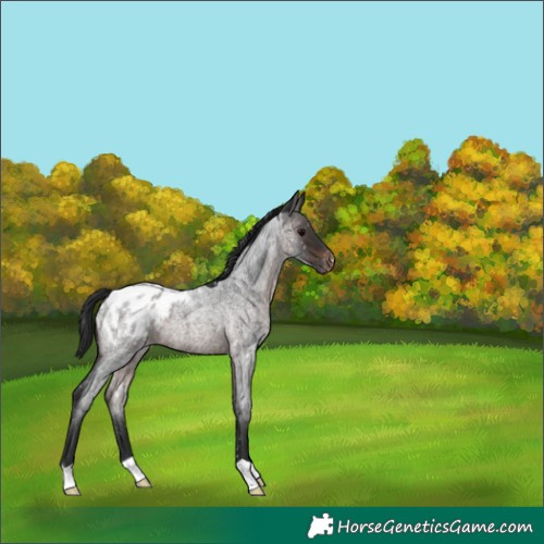 Horse Color:Brown Roan Blanket 